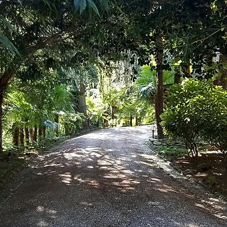 Magnolia Maggiore